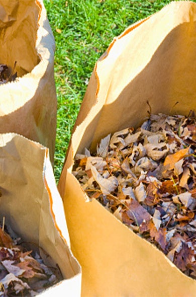 Green waste bags filled with leaves for yard waste removal