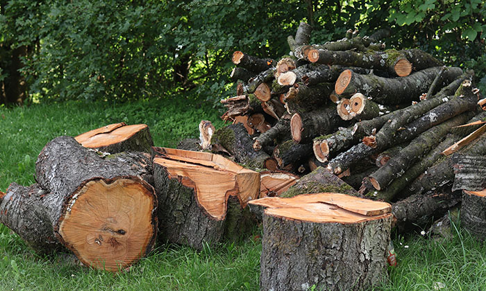 How to dispose of tree branches etc_in blog image.jpg