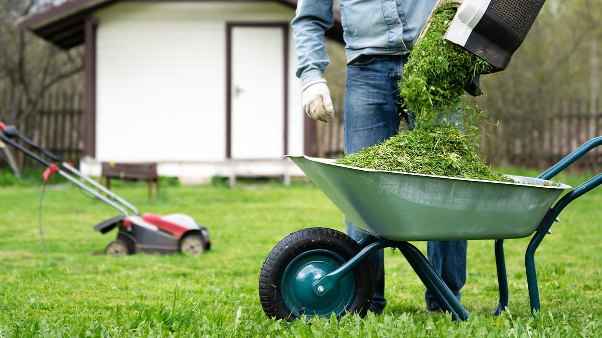 Person emptying bag of lawn clippings into green wheelbarrow in foreground with red lawnmower and white shed in background 