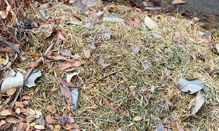 Pile of yard waste including grass leaves and twigs